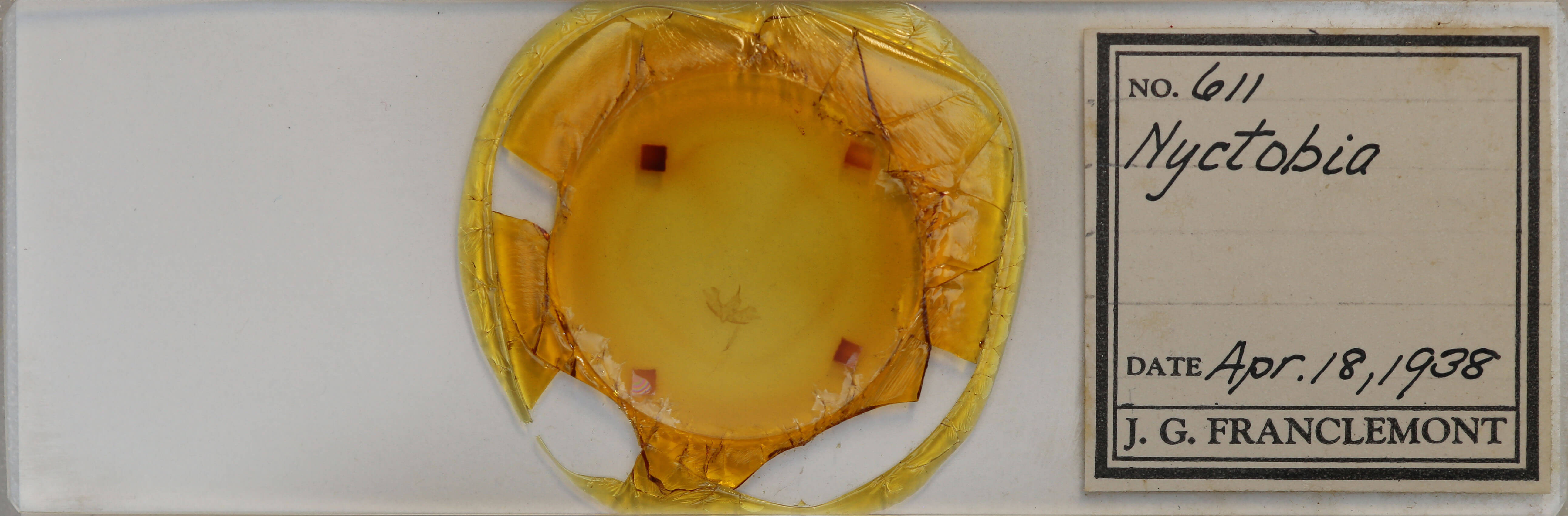 slide view of adult Cladara