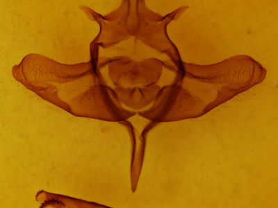 genitalia view of adult Colocasia flavicornis