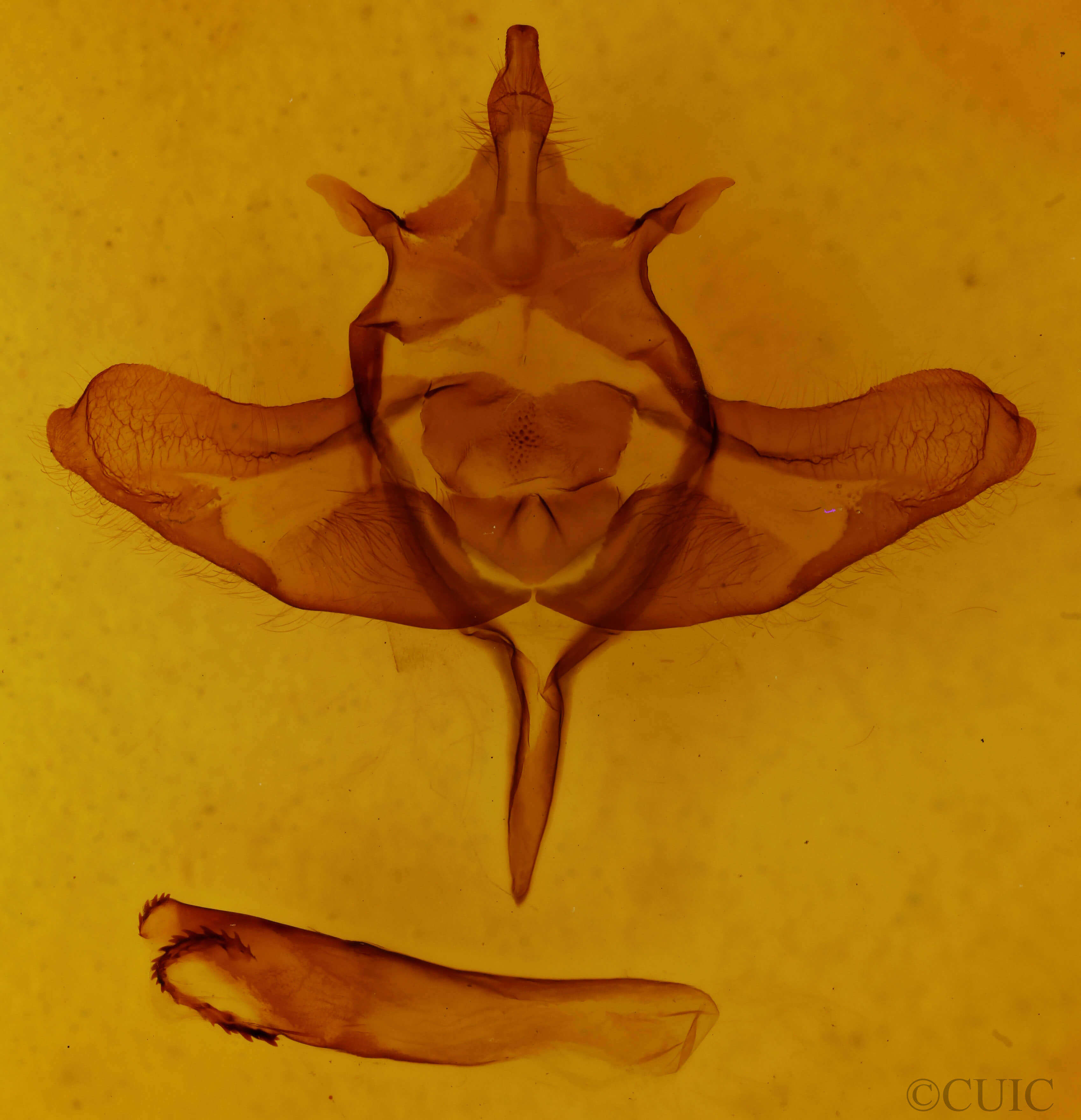 genitalia view of adult Colocasia flavicornis