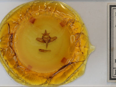 slide view of adult Colocasia flavicornis