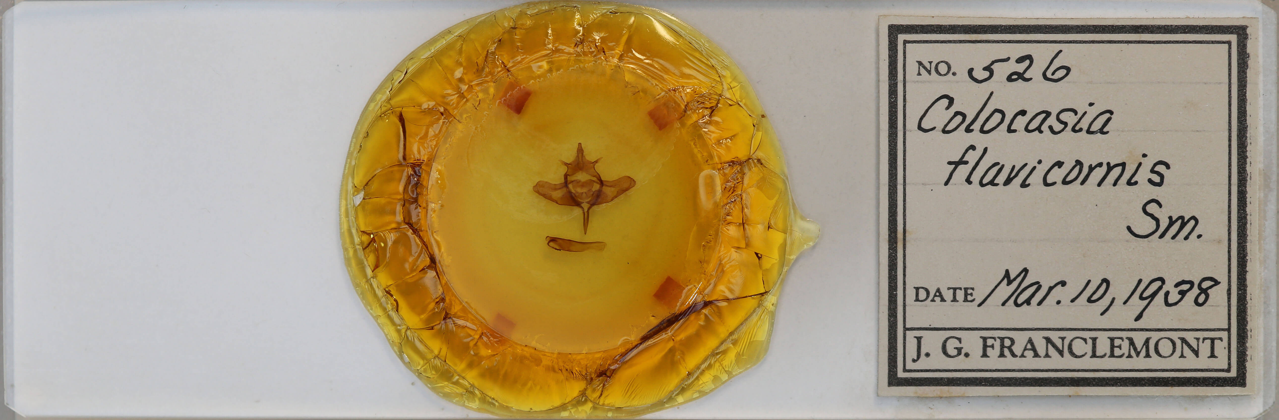 slide view of adult Colocasia flavicornis