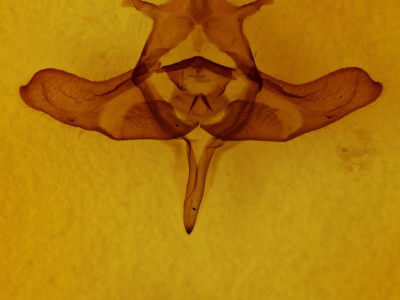 genitalia view of adult Colocasia flavicornis