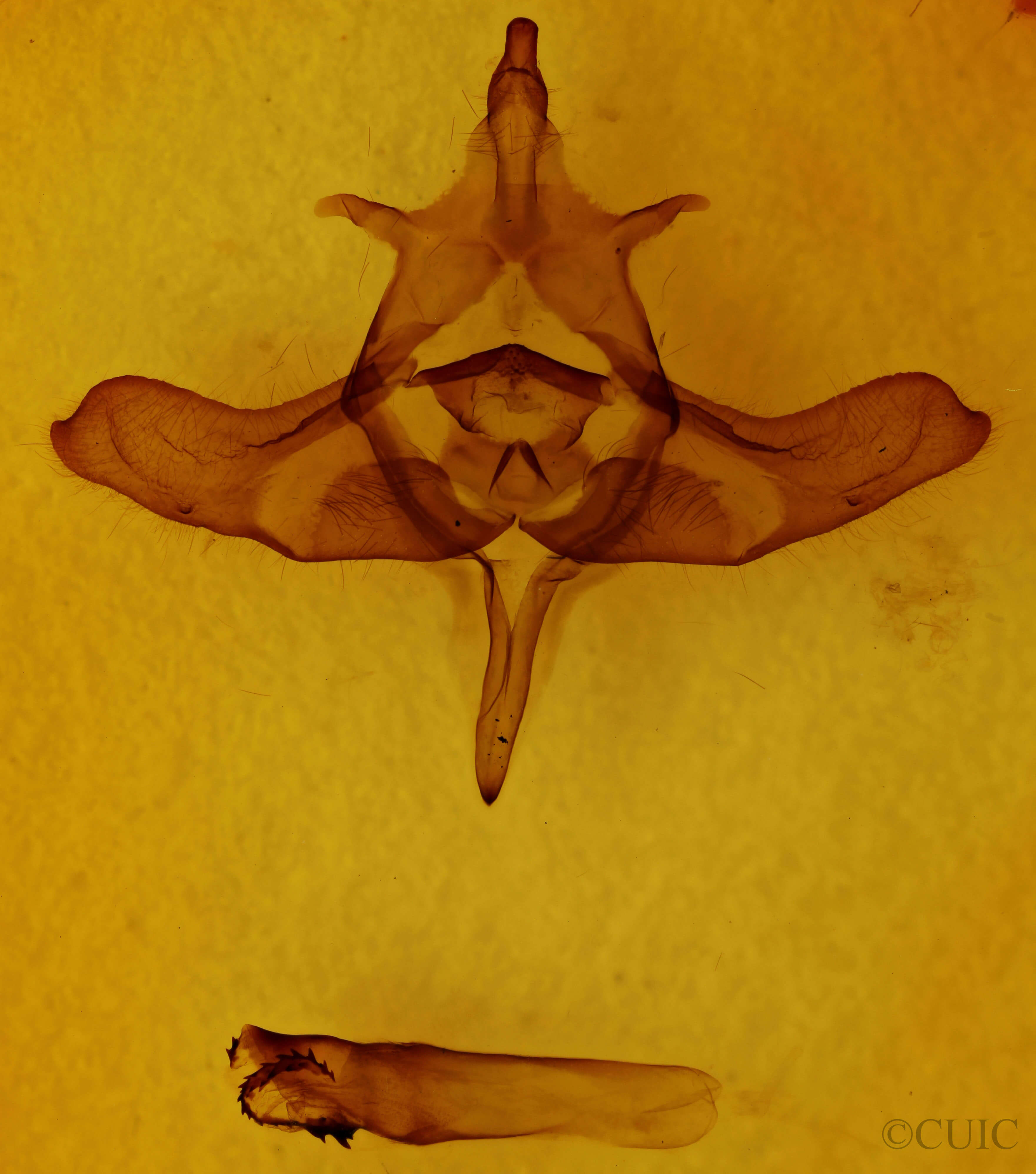 genitalia view of adult Colocasia flavicornis