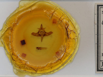 slide view of adult Colocasia flavicornis