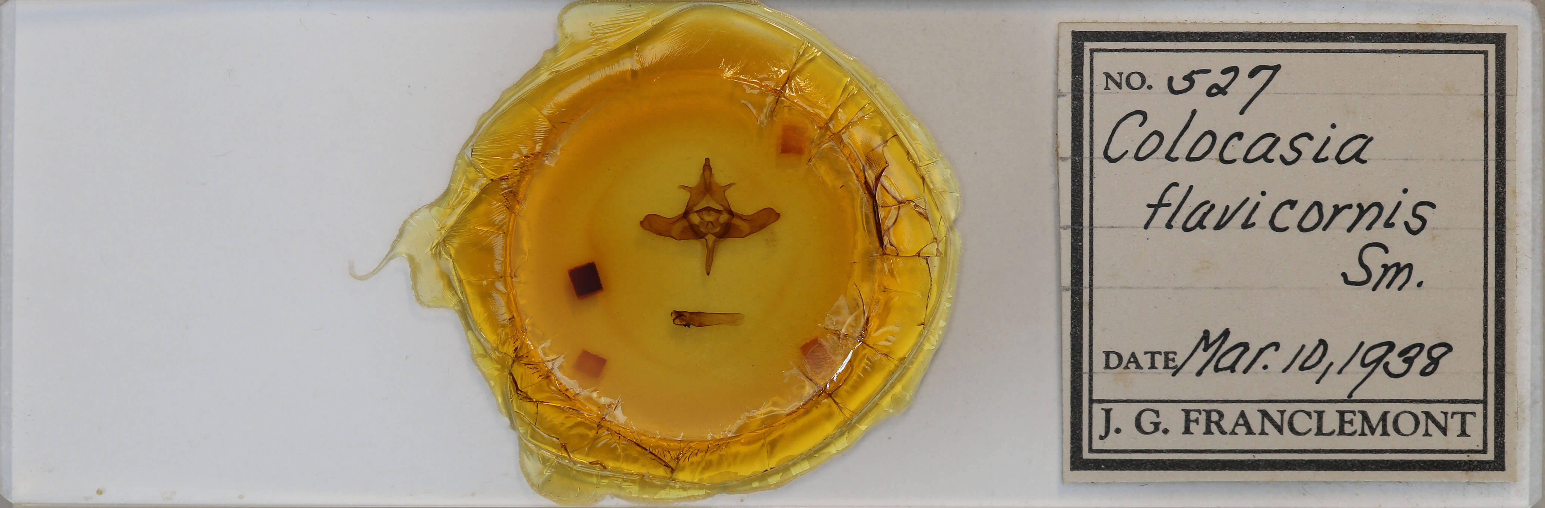 slide view of adult Colocasia flavicornis