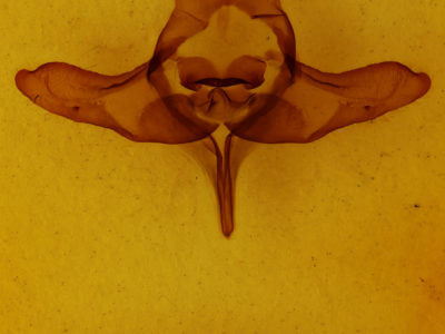genitalia view of adult Colocasia flavicornis