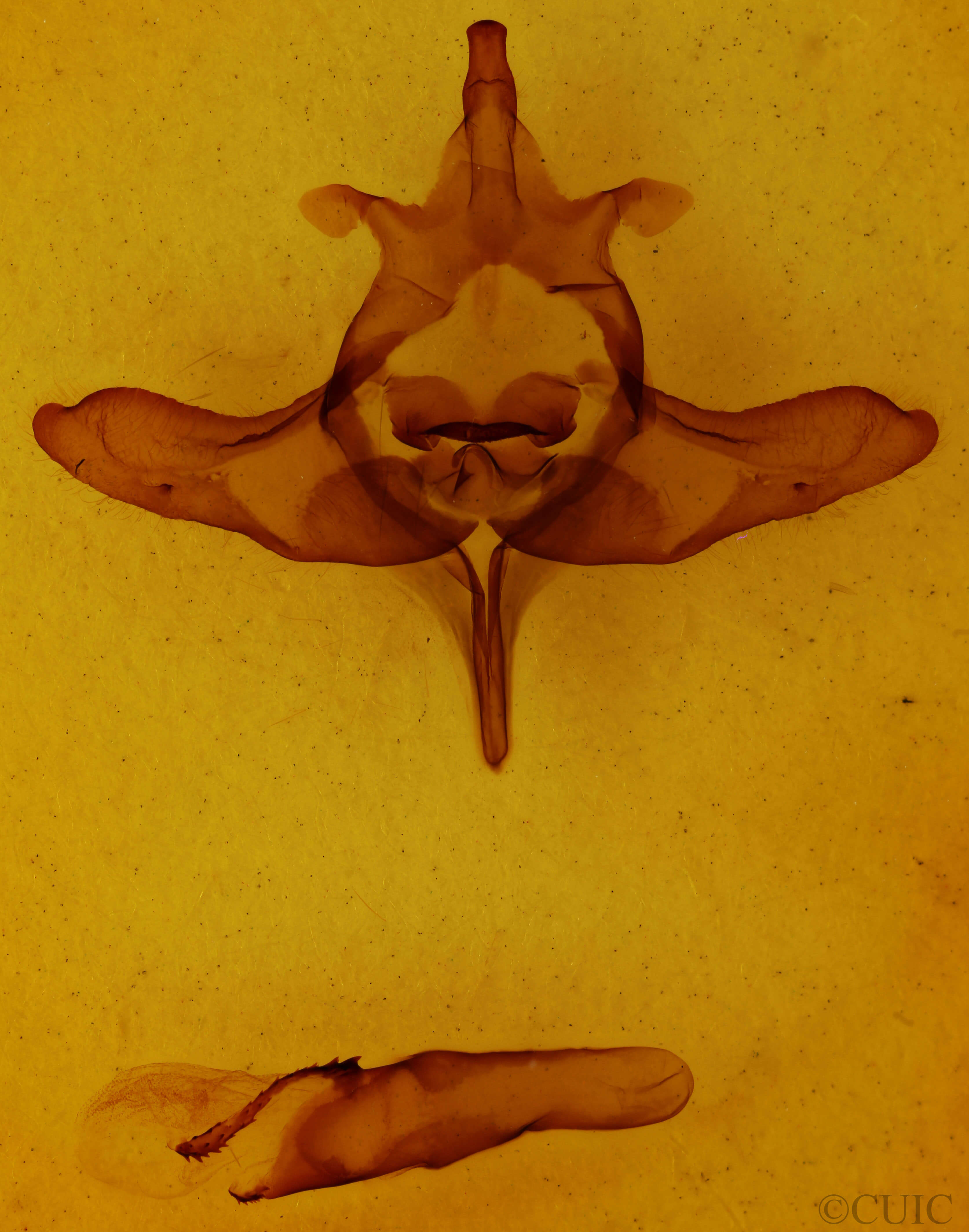 genitalia view of adult Colocasia flavicornis