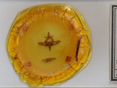 slide view of adult Colocasia flavicornis