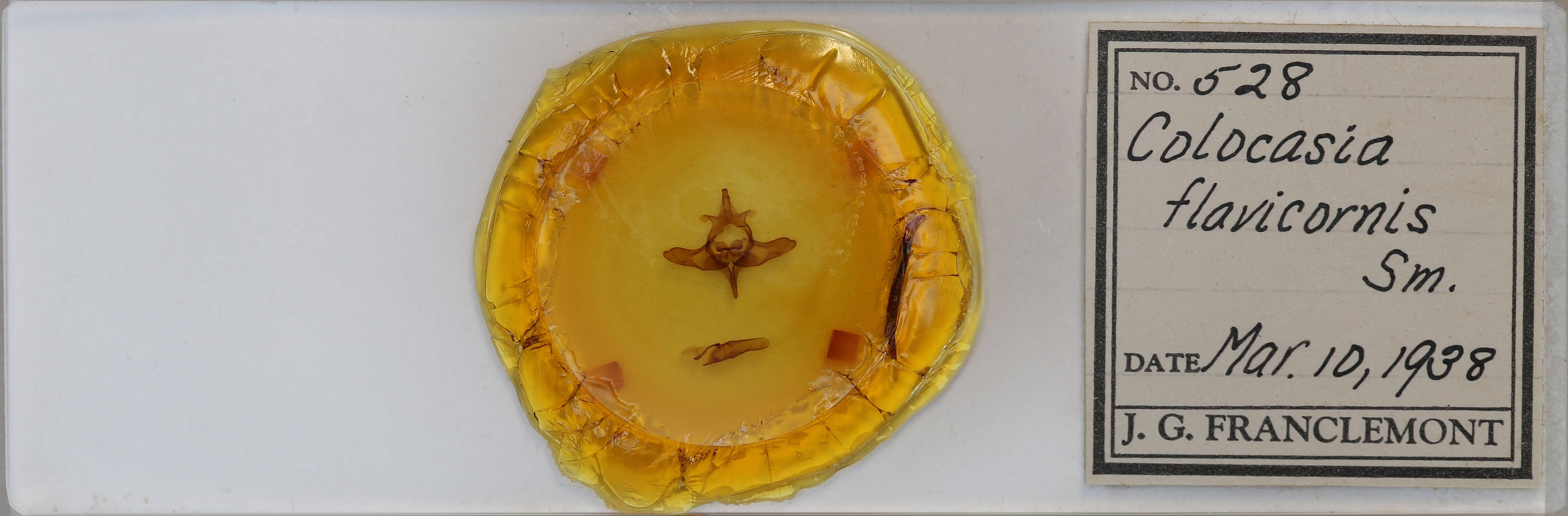 slide view of adult Colocasia flavicornis