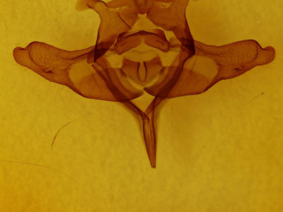 genitalia view of adult Colocasia propinquilinea