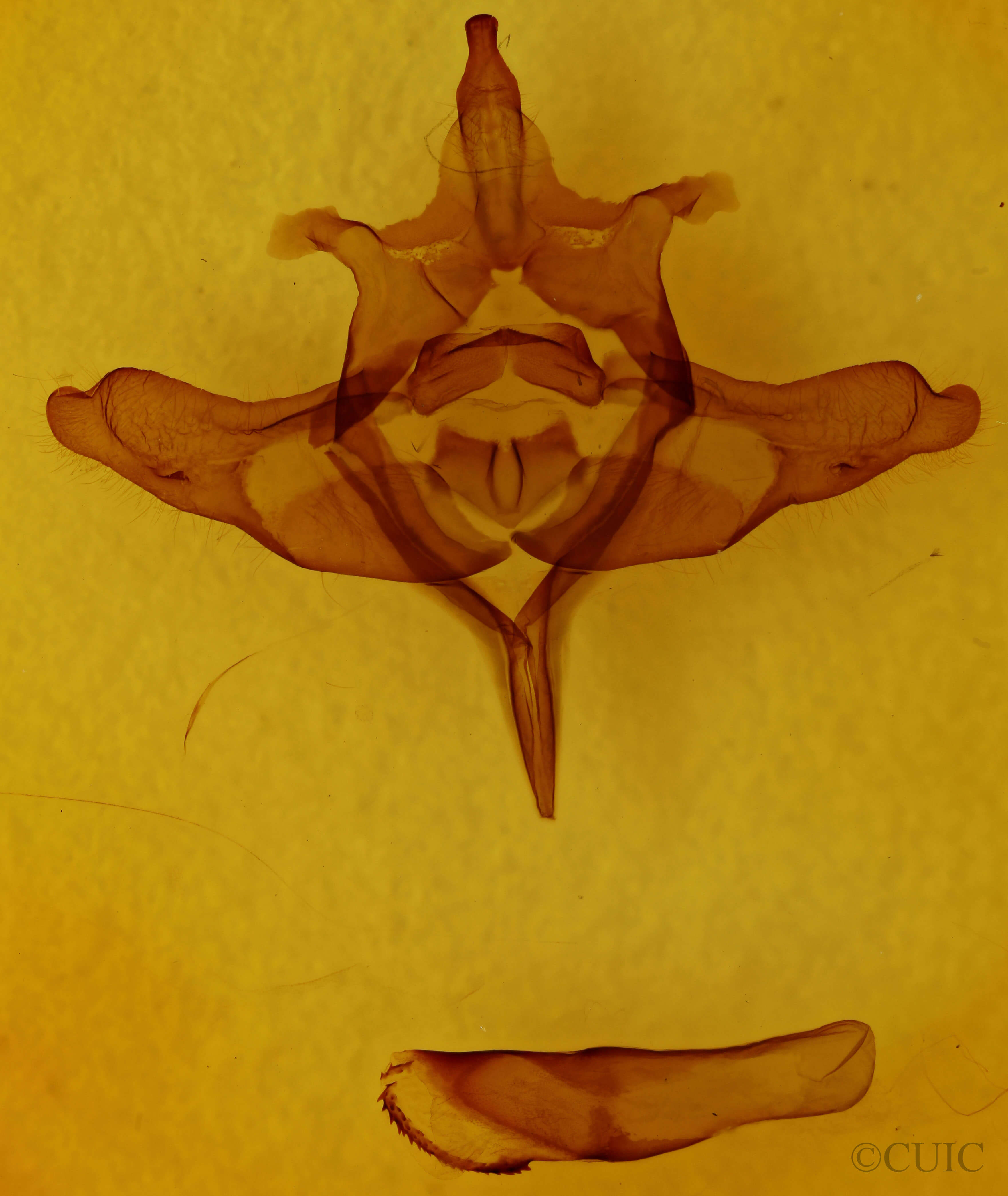 genitalia view of adult Colocasia propinquilinea