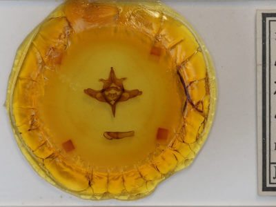 slide view of adult Colocasia propinquilinea