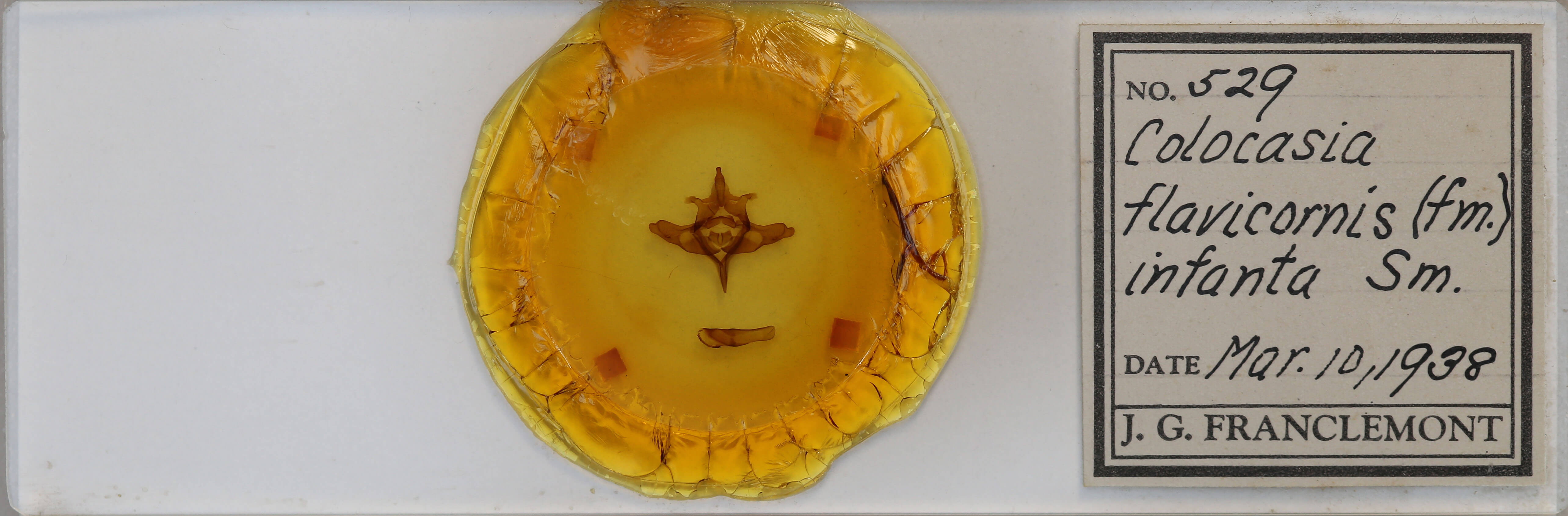 slide view of adult Colocasia propinquilinea