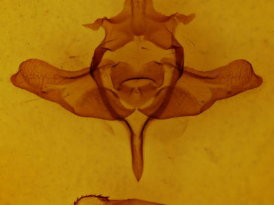 genitalia view of adult Colocasia propinquilinea