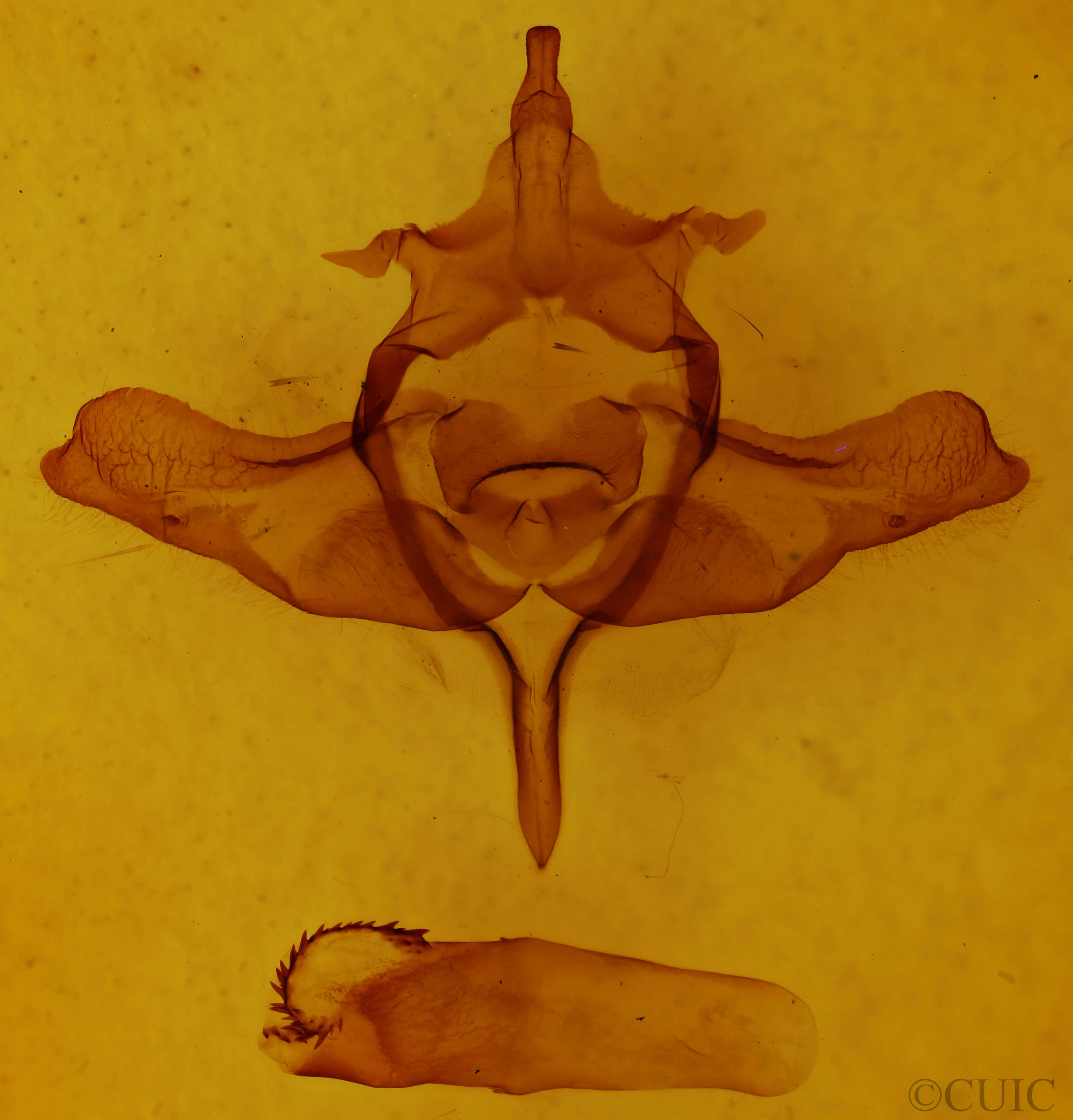 genitalia view of adult Colocasia propinquilinea