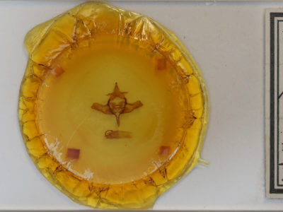 slide view of adult Colocasia propinquilinea