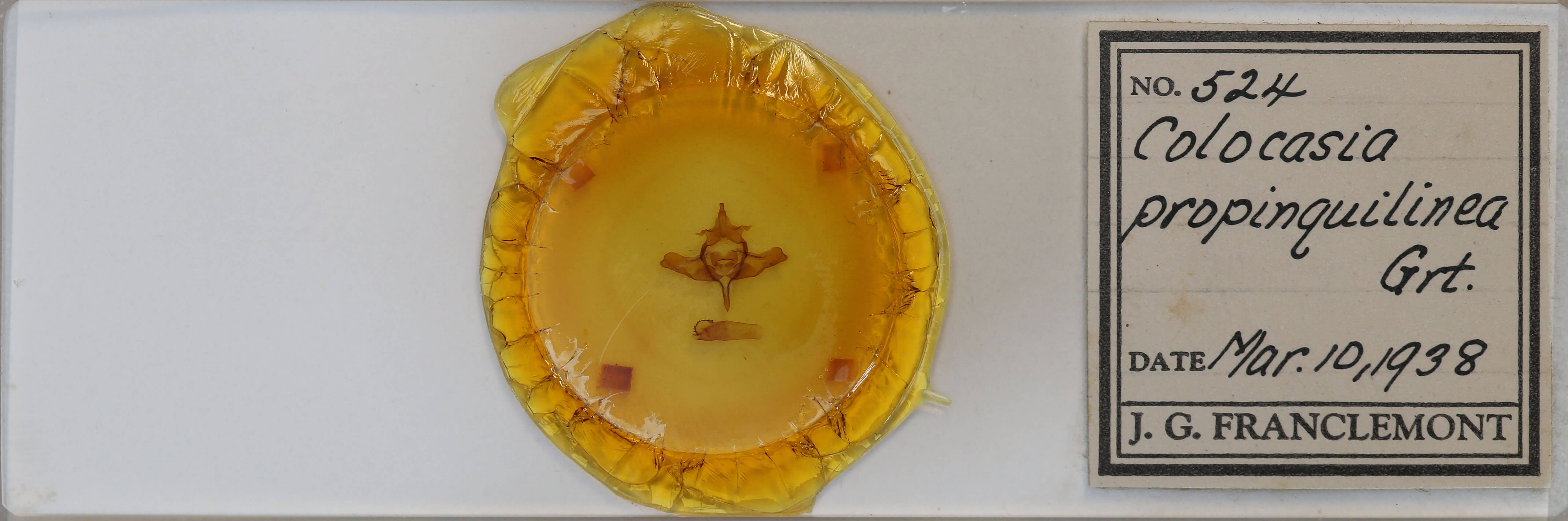 slide view of adult Colocasia propinquilinea