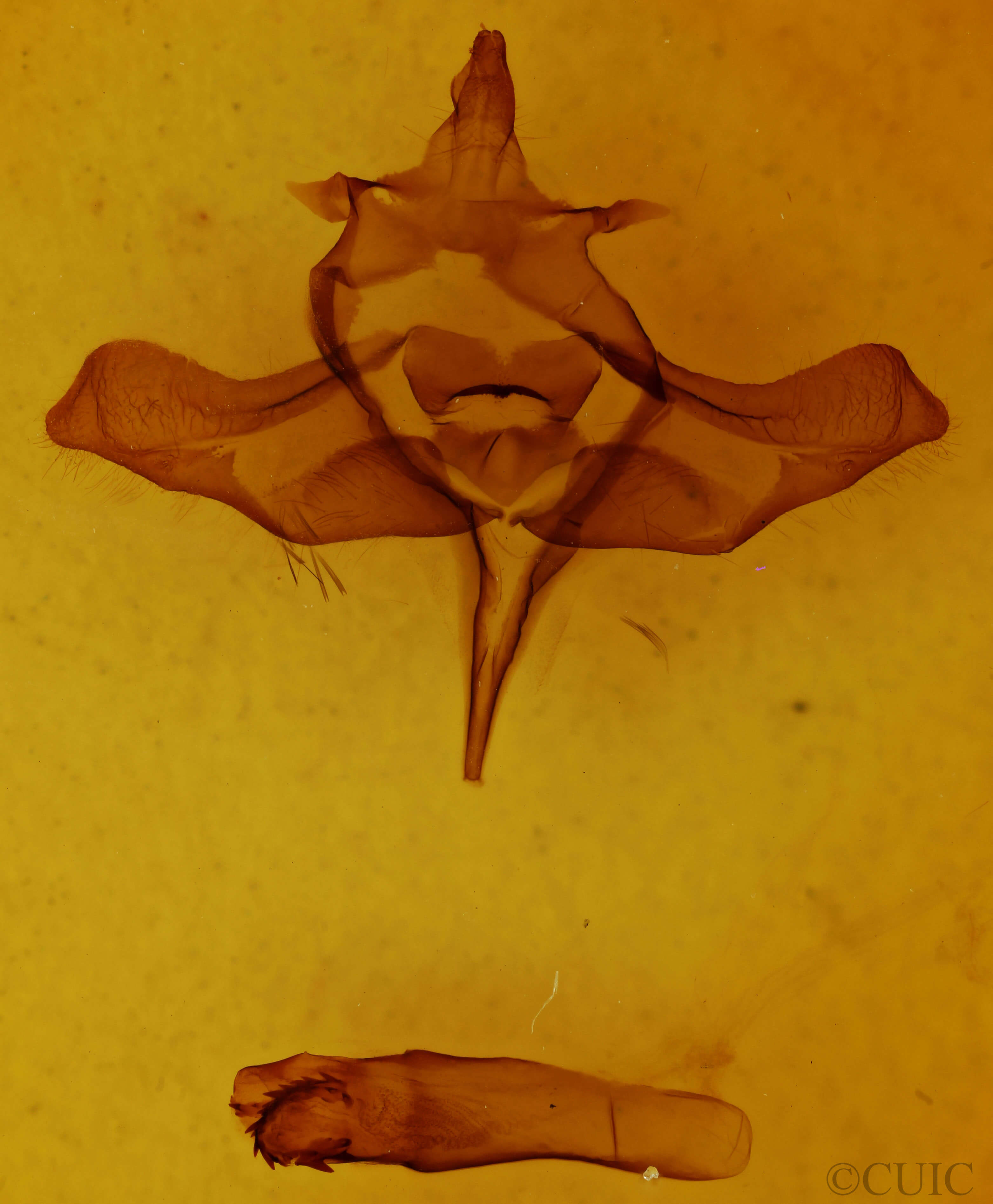 genitalia view of adult Colocasia propinquilinea