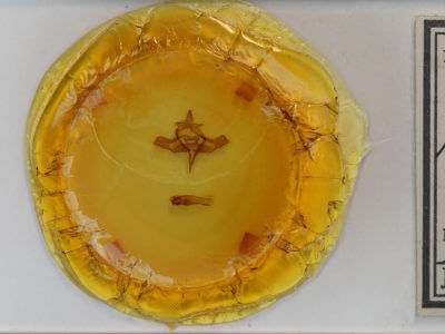 slide view of adult Colocasia propinquilinea