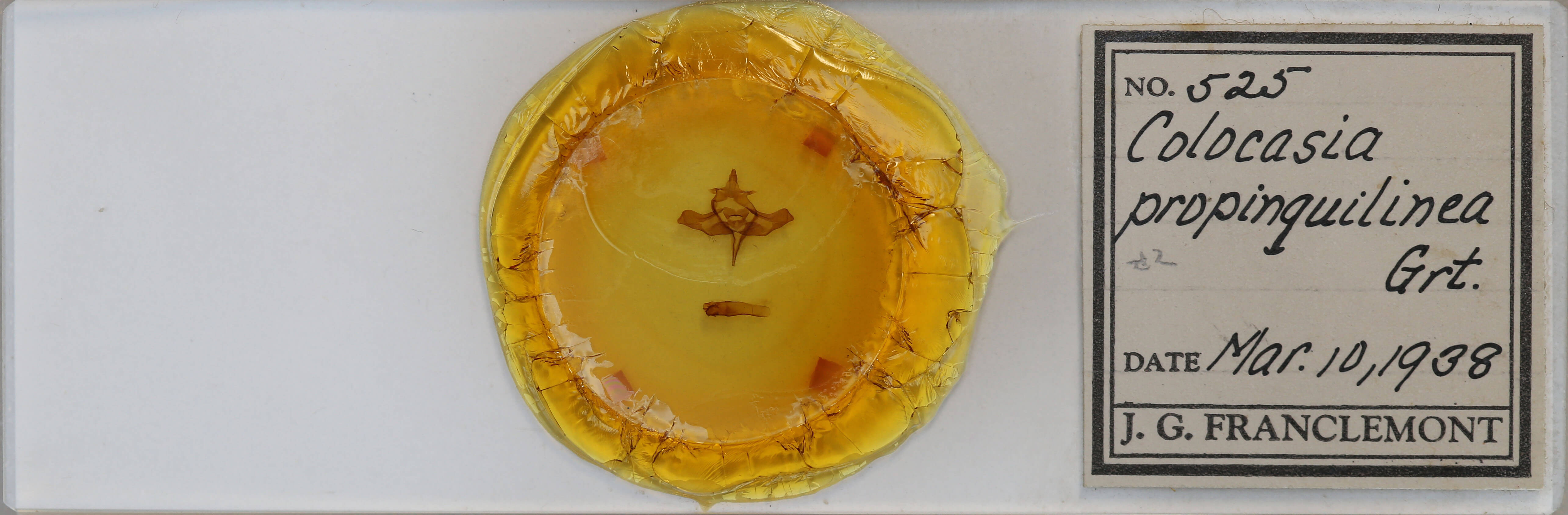 slide view of adult Colocasia propinquilinea