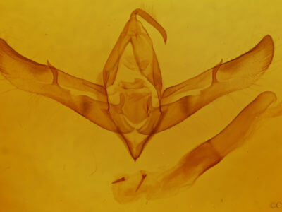 genitalia view of adult Cucullia antipoda