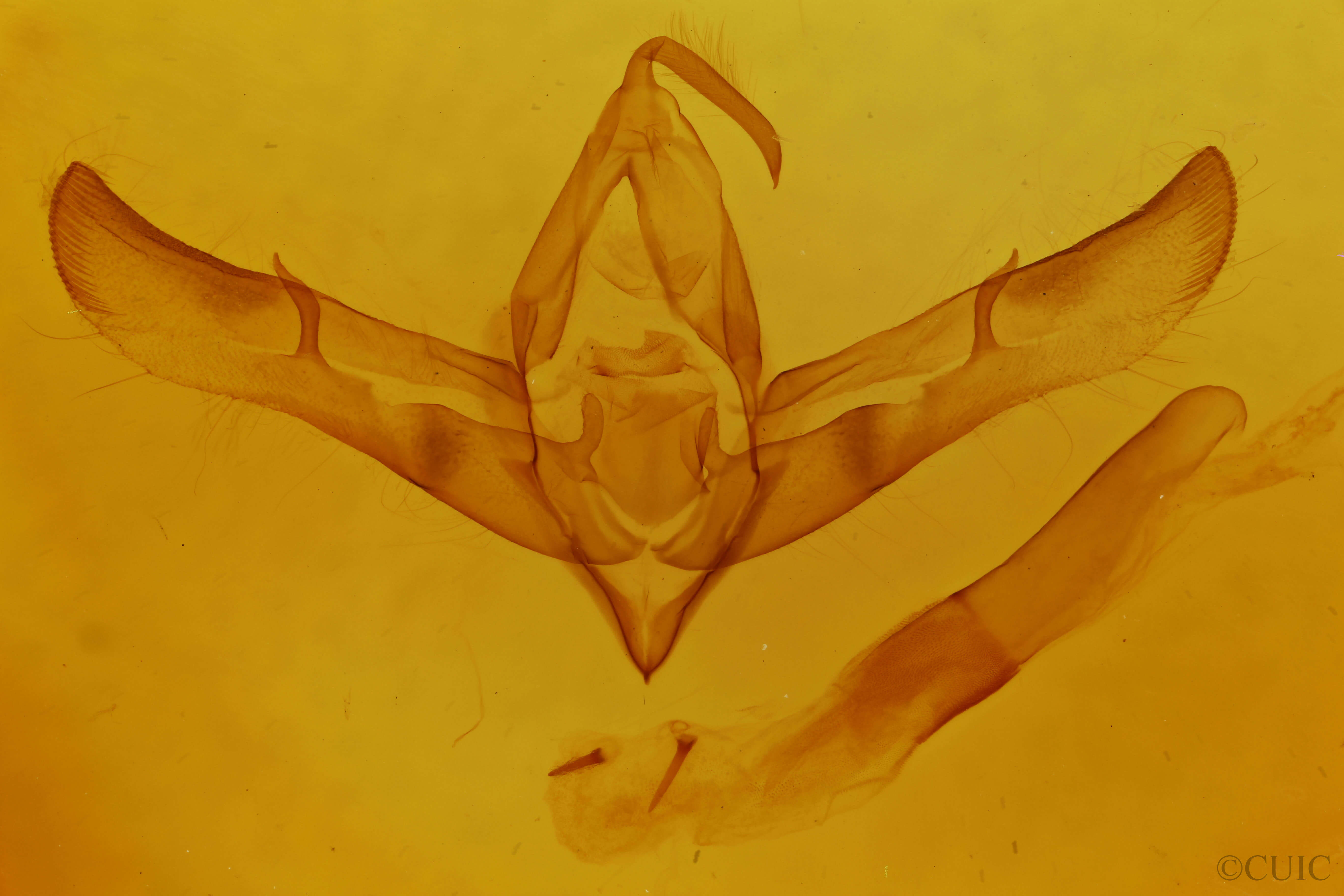 genitalia view of adult Cucullia antipoda