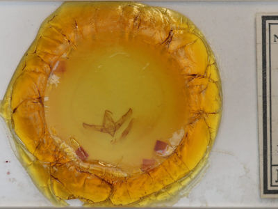 slide view of adult Cucullia antipoda