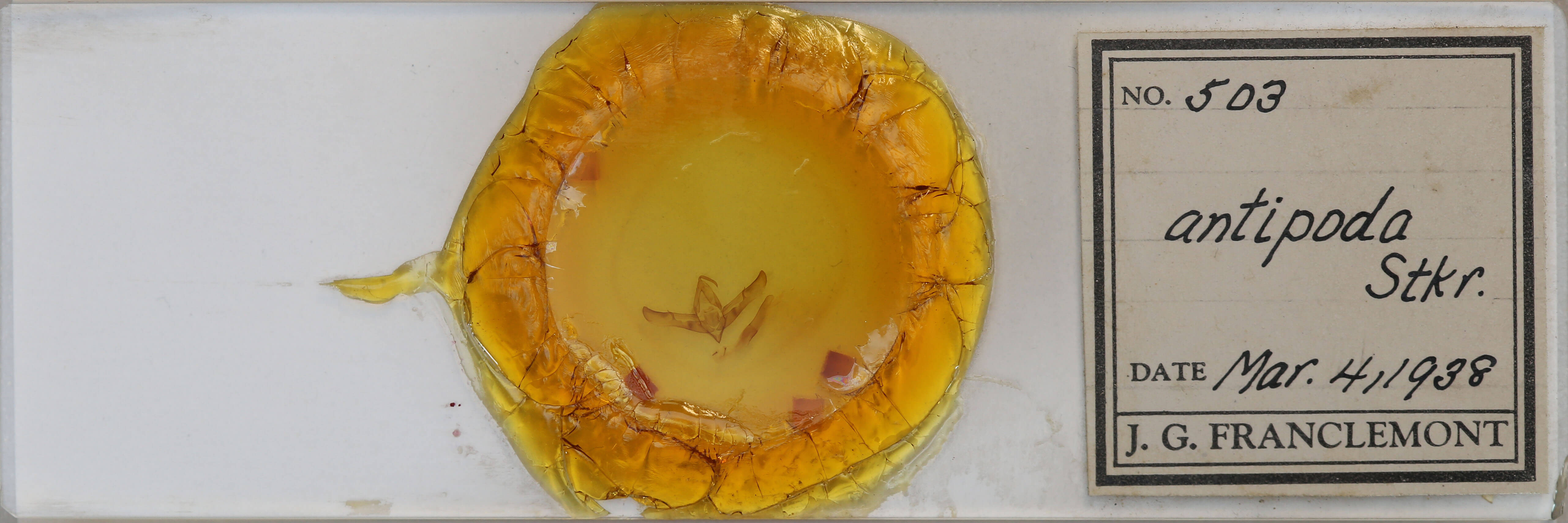 slide view of adult Cucullia antipoda