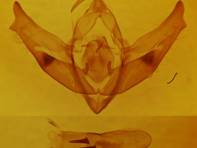 genitalia view of adult Cucullia basipuncta