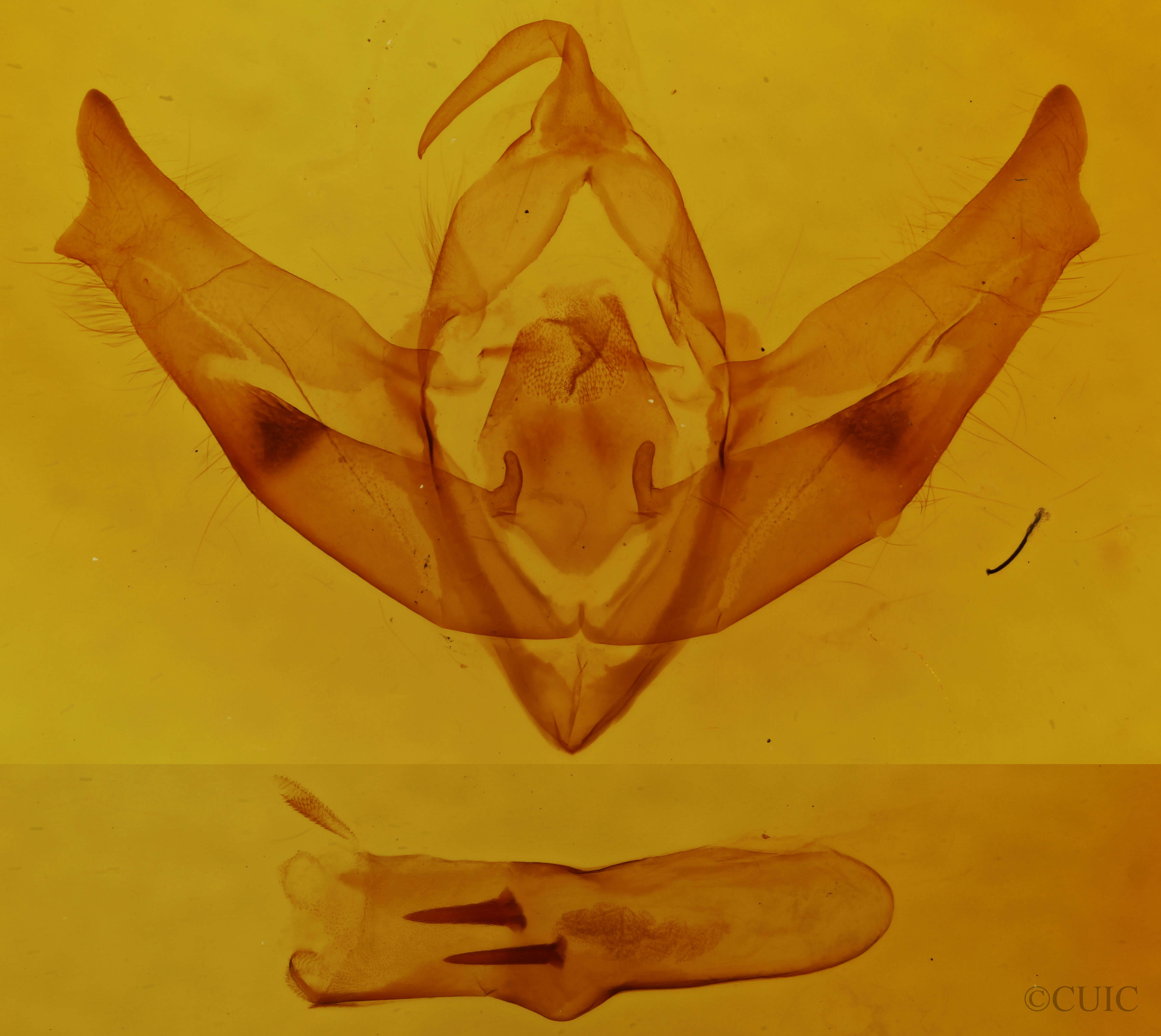genitalia view of adult Cucullia basipuncta