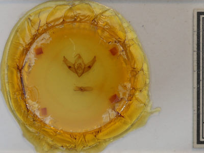 slide view of adult Cucullia basipuncta