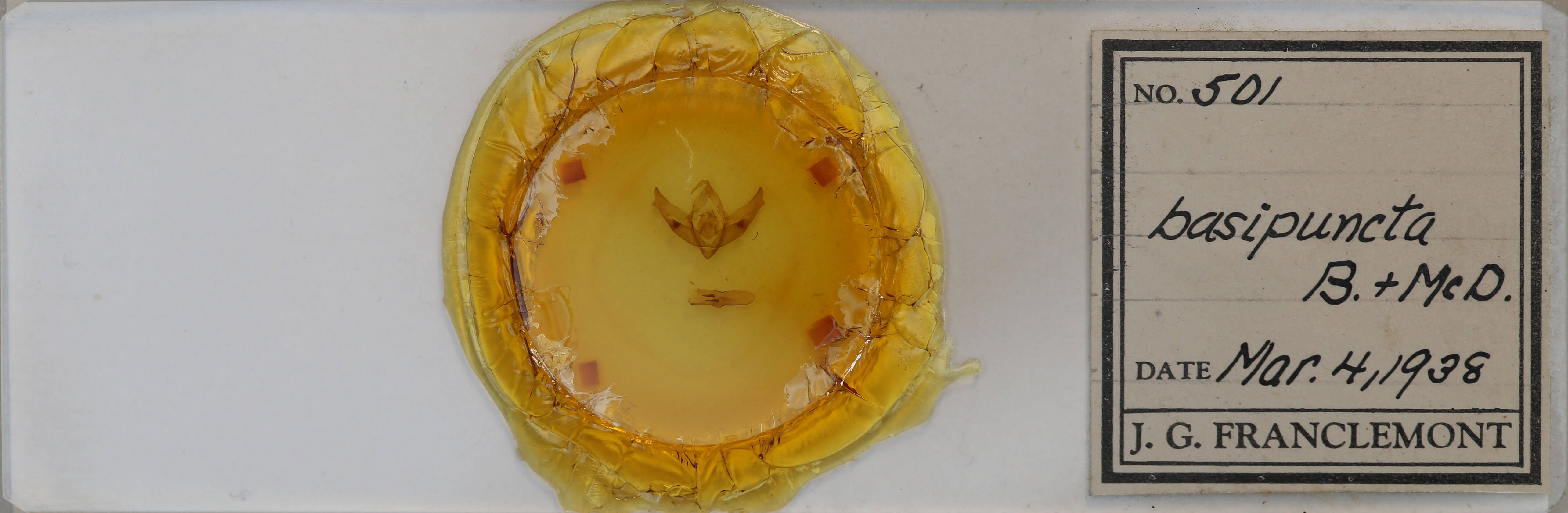 slide view of adult Cucullia basipuncta