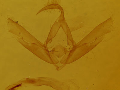 genitalia view of adult Cucullia eulepis
