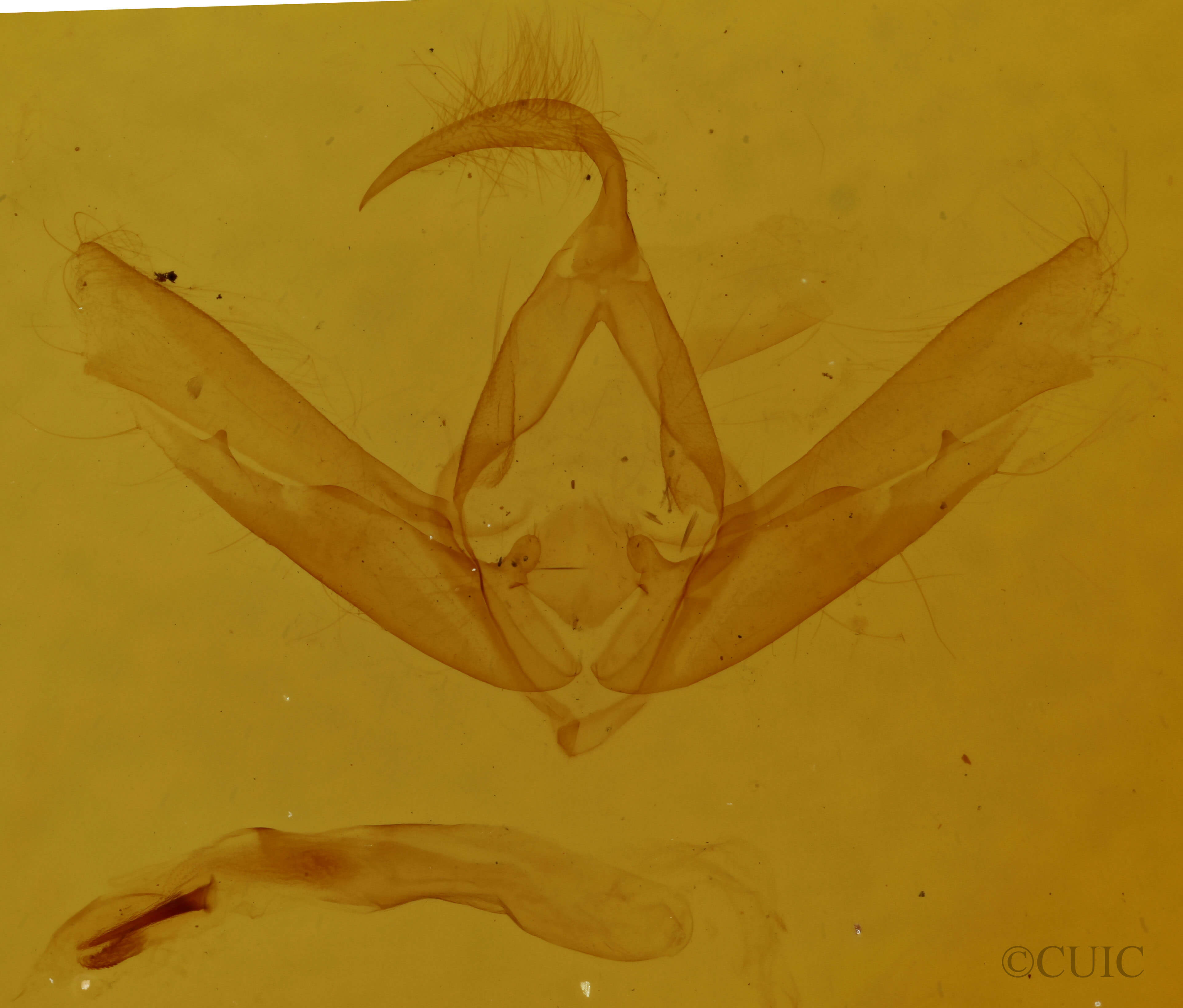 genitalia view of adult Cucullia eulepis