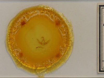 slide view of adult Cucullia eulepis