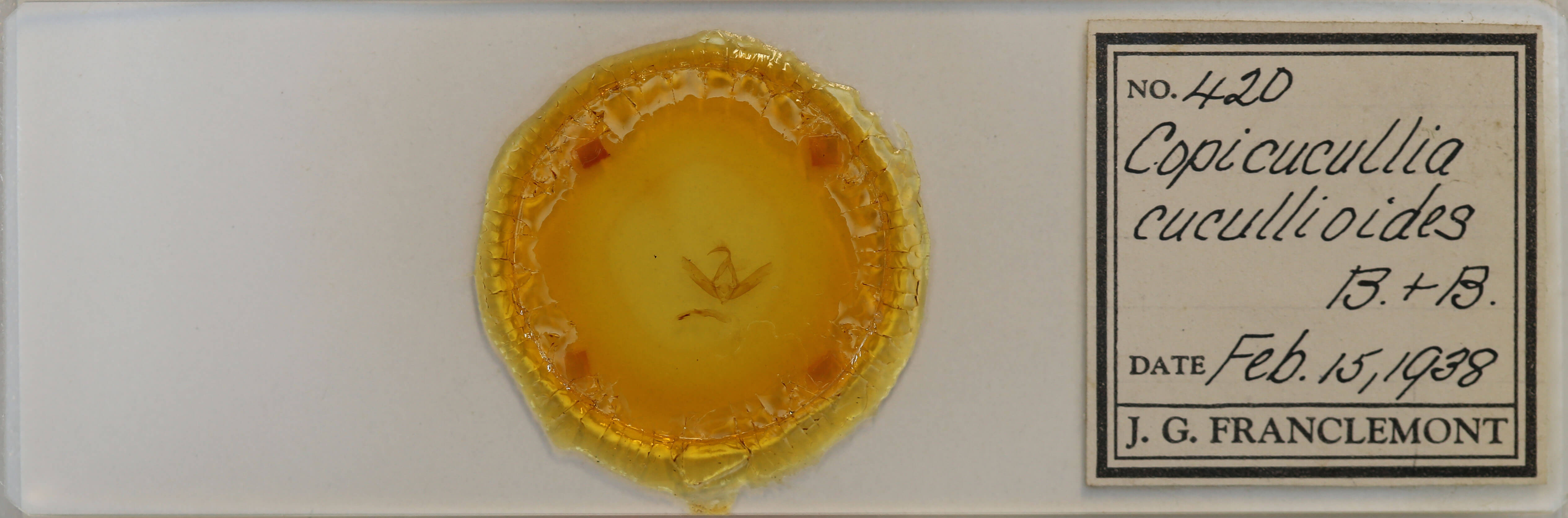 slide view of adult Cucullia eulepis