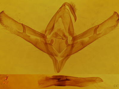 genitalia view of adult Cucullia incresa