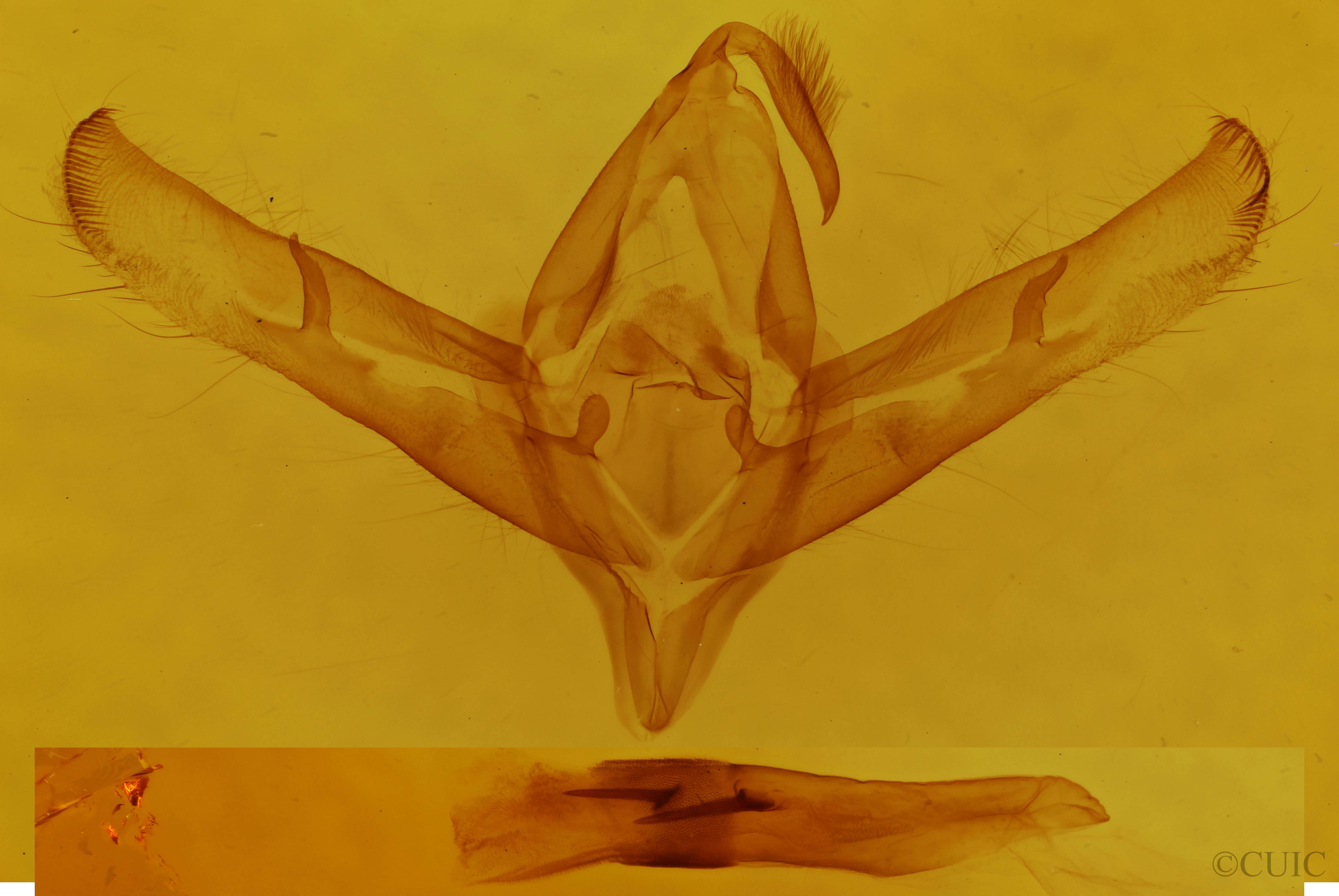 genitalia view of adult Cucullia incresa