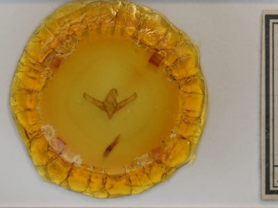 slide view of adult Cucullia incresa