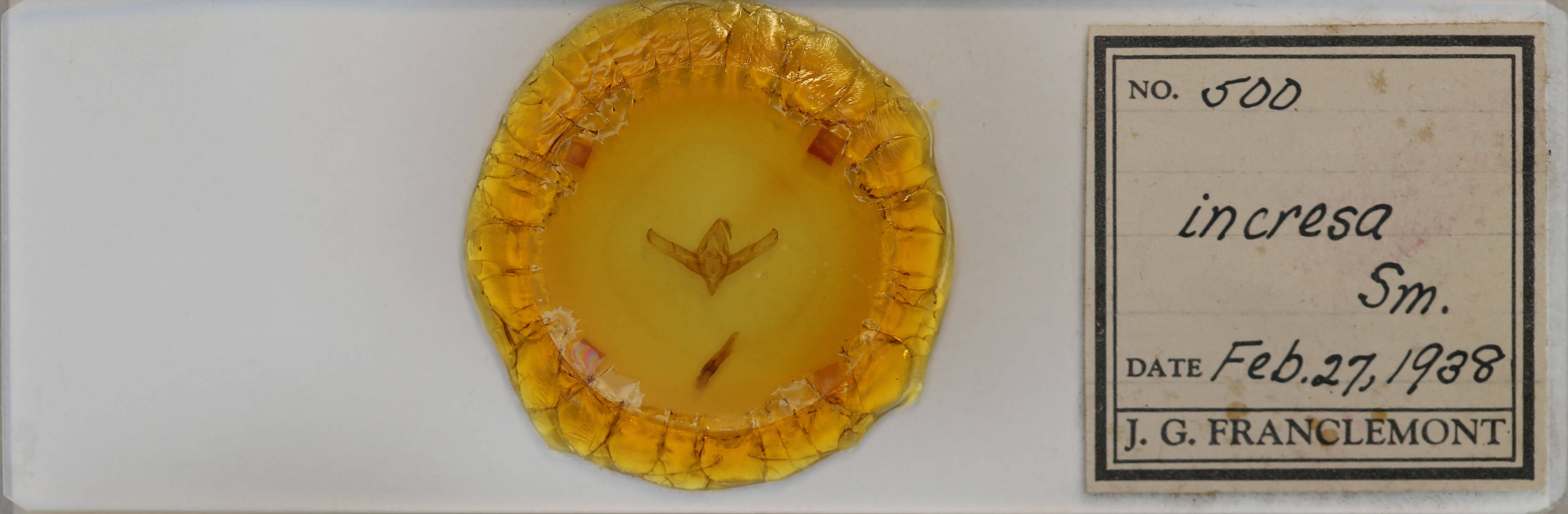 slide view of adult Cucullia incresa