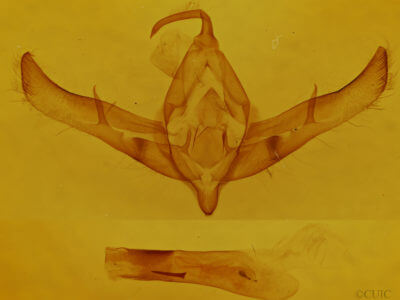 genitalia view of adult Cucullia antipoda