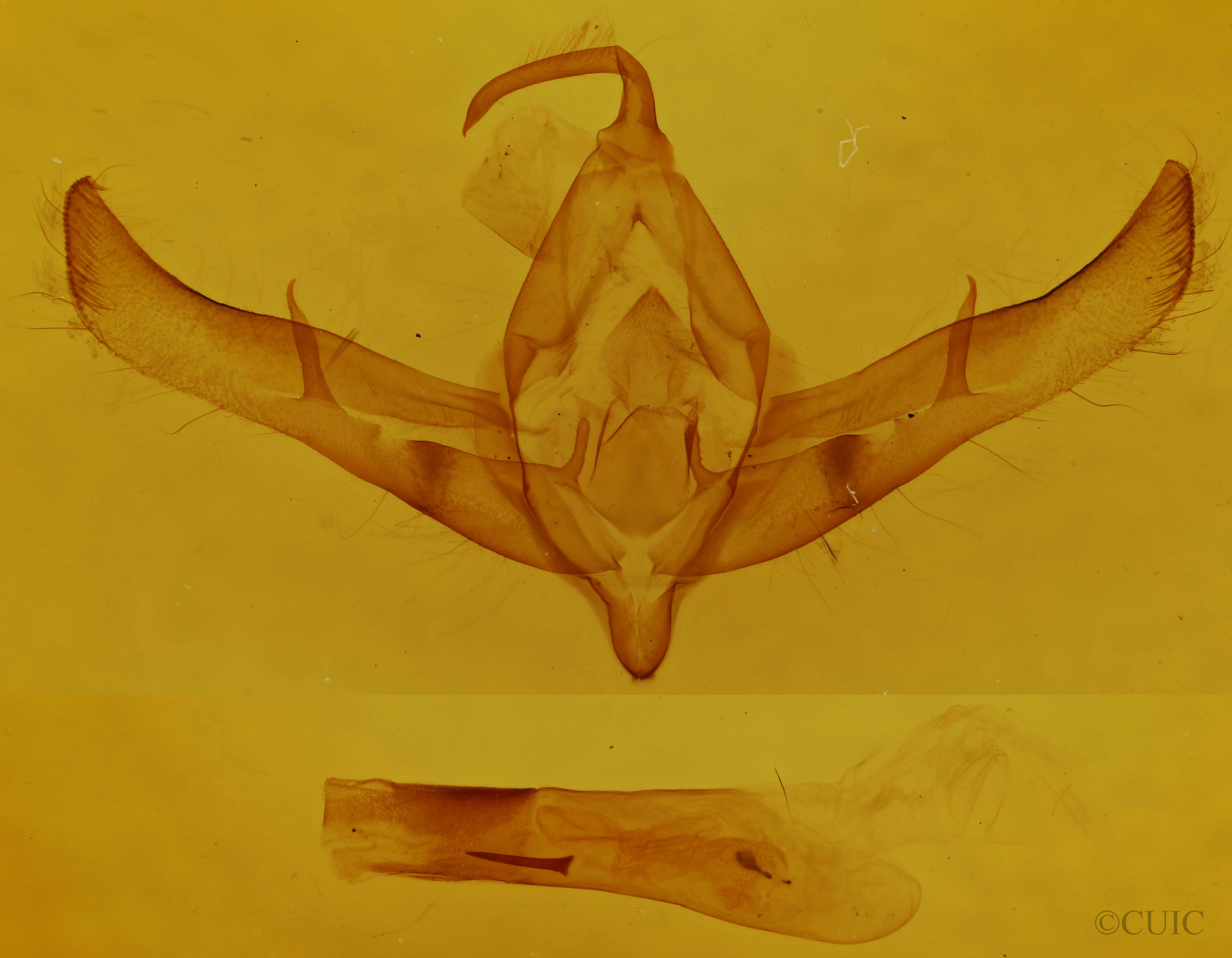genitalia view of adult Cucullia antipoda