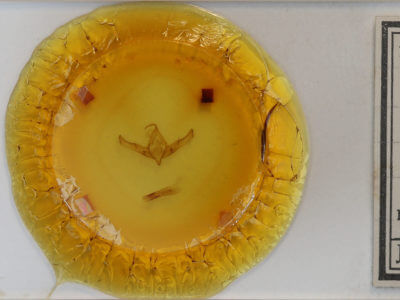 slide view of adult Cucullia antipoda