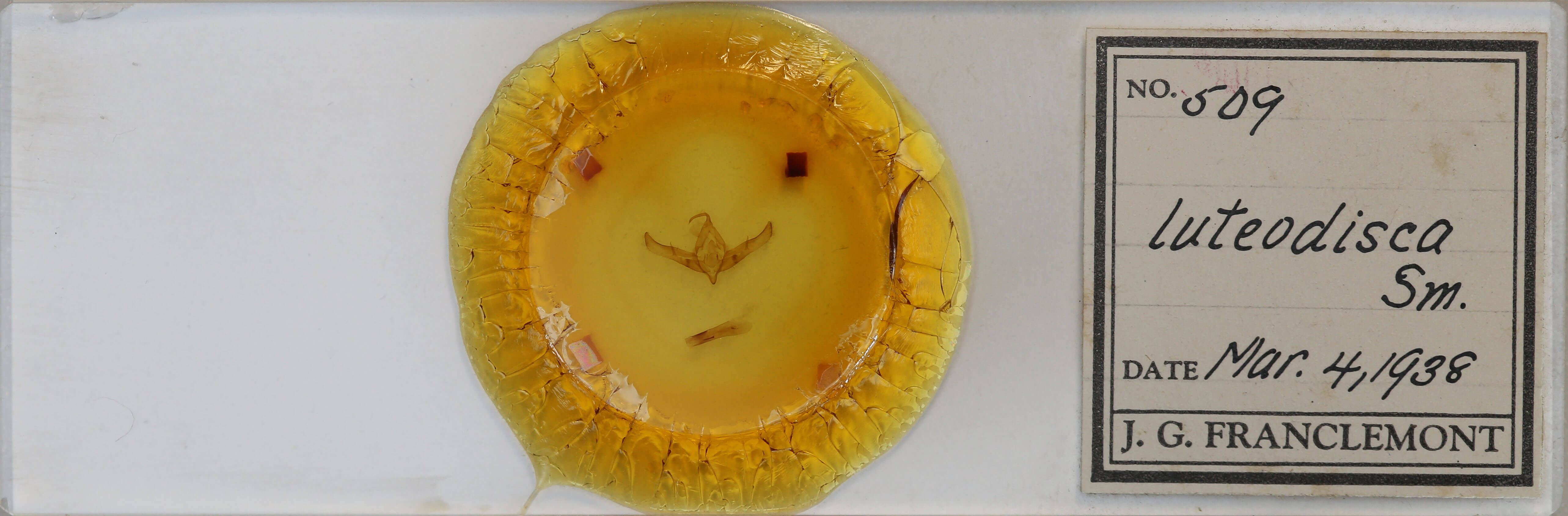 slide view of adult Cucullia antipoda