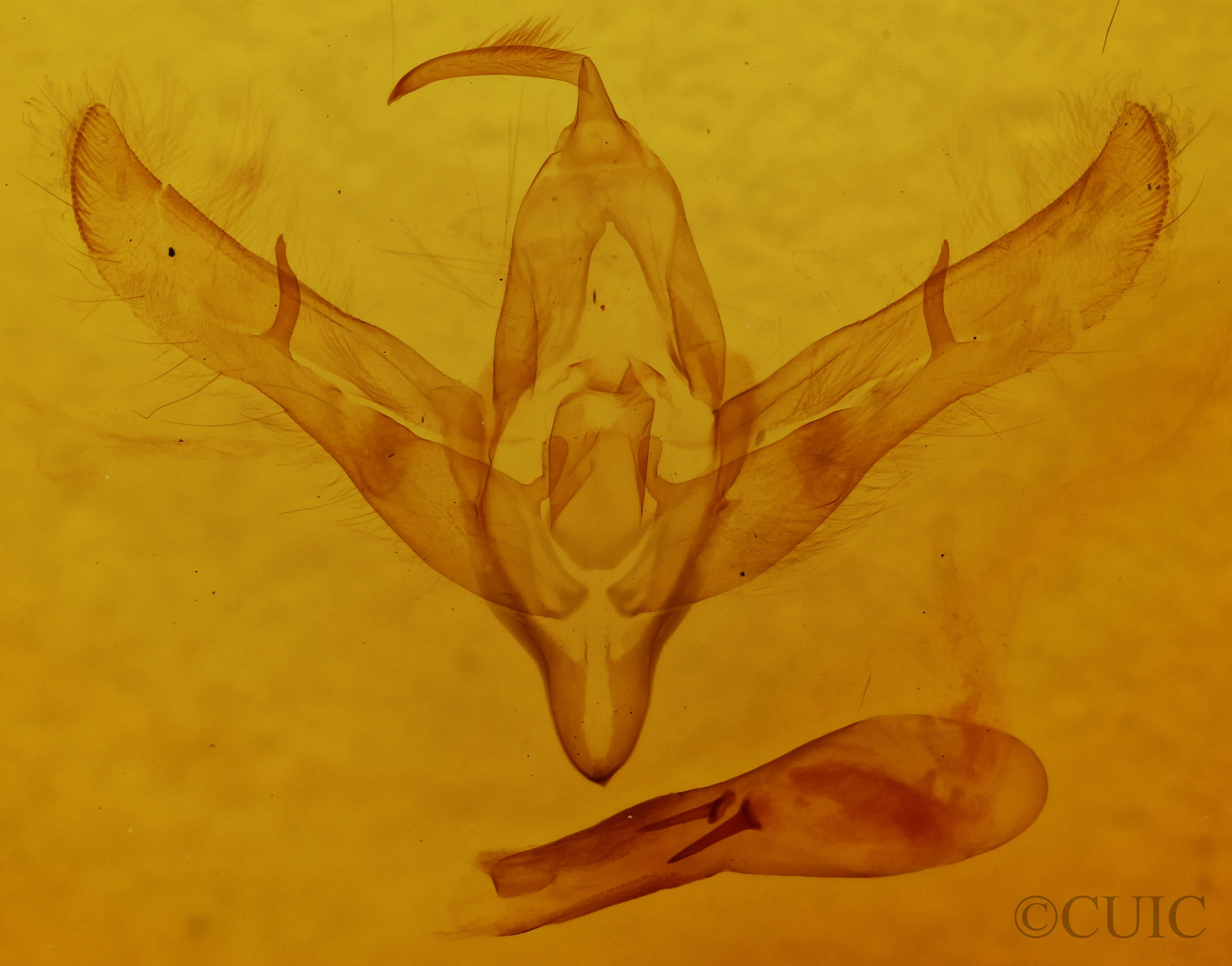 genitalia view of adult Cucullia propinqua