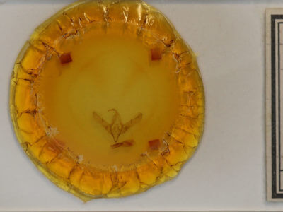 slide view of adult Cucullia propinqua