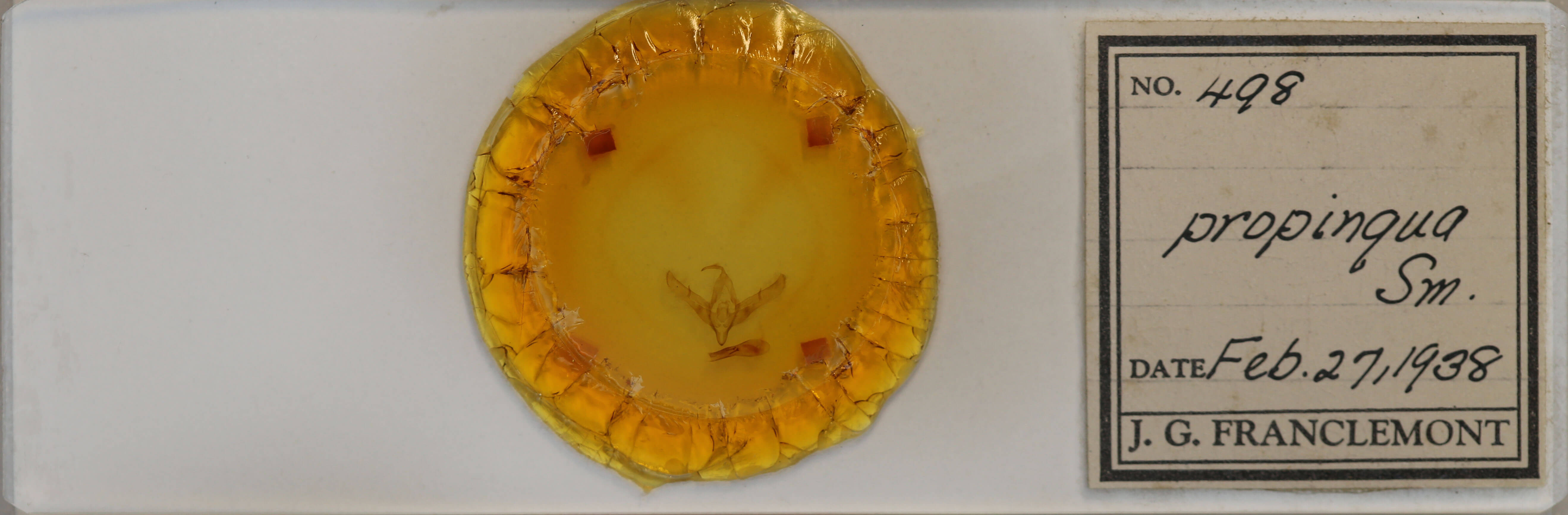 slide view of adult Cucullia propinqua