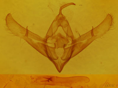 genitalia view of adult Cucullia propinqua