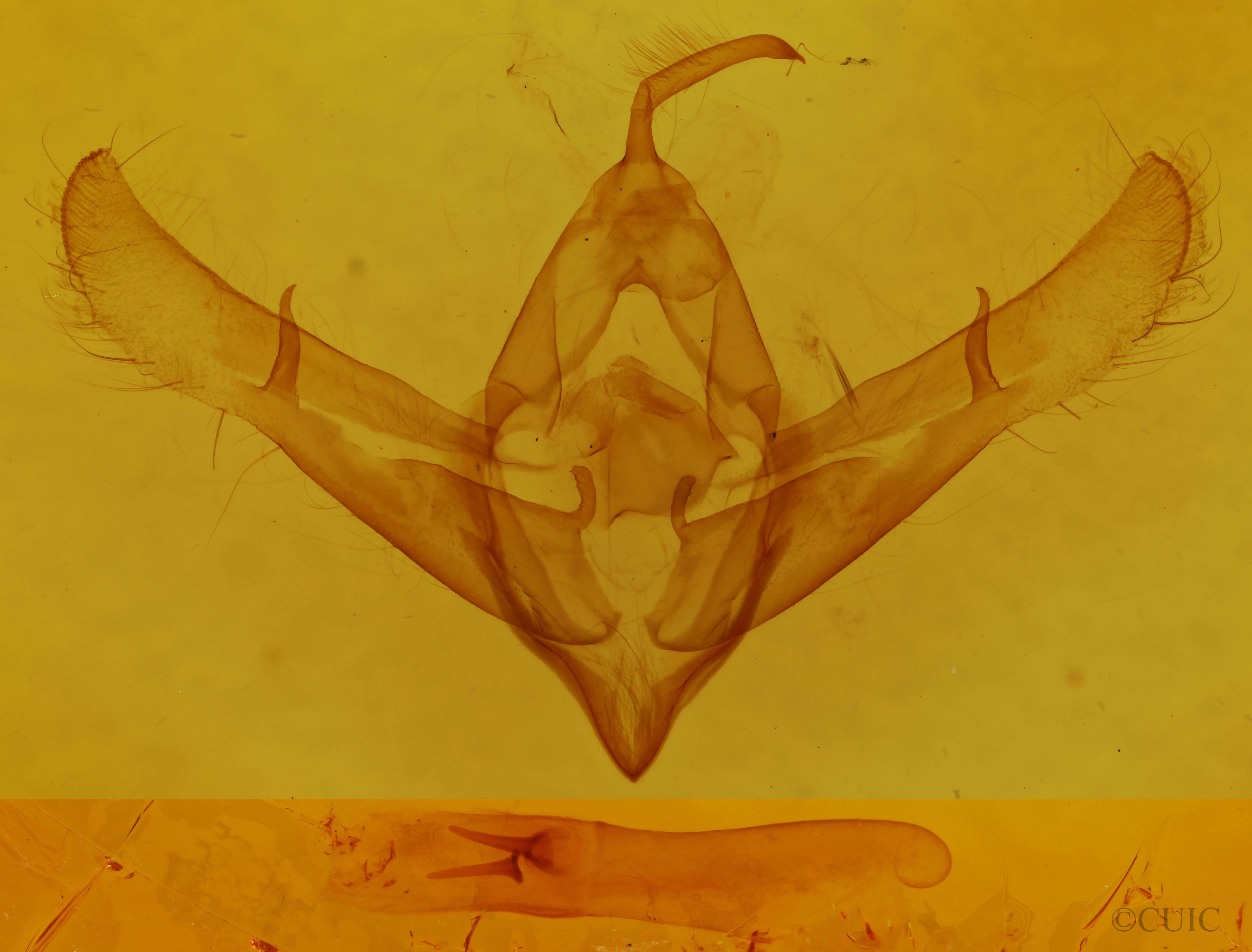 genitalia view of adult Cucullia propinqua