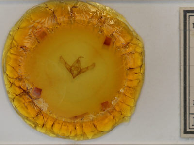 slide view of adult Cucullia propinqua